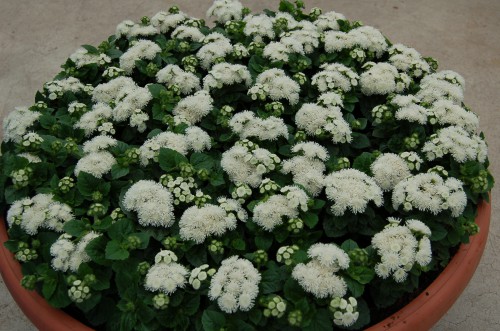 Ageratum houst Aloha White 